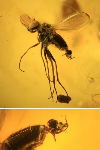Exceptional Fossil Fly (Diptera) In Baltic Amber #38900